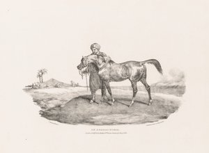 Olika ämnen från livet och på sten: En arabisk häst av Unknown artist
