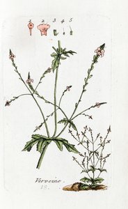 Verbena av Unknown artist