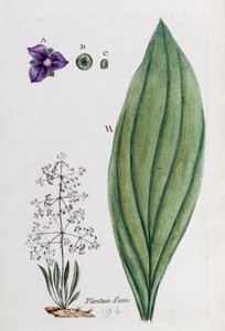 Vatten groblad av Unknown artist