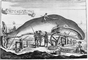 Valfångst: i land, kaskelot rensas.. Fristående gravyr från en bok från början av 1700-talet av Unknown artist