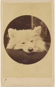 [Vit hund med hakan på en kudde] av Unknown artist