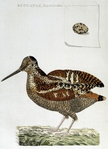 Trärock och ägg (scolopax rusticola) - gravyr av Unknown artist