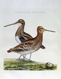 Snäppor och ägg (scolopax gallina) - gravyr av Unknown artist