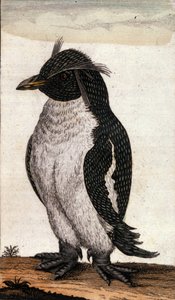 Zoologiskt diagram som visar en Diomedea-fågel av familjen Albatross. Gravyr av 1700-talet av Unknown artist