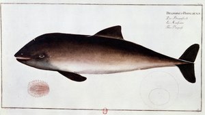 Zoologi: tavla som representerar ett tumlare, vattenlevande däggdjur. Tryck från början av 1700-talet B.N. Paris av Unknown artist