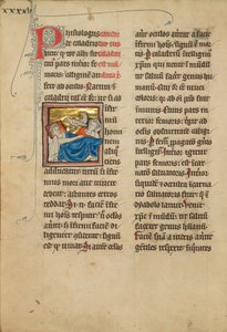 Caladrius Fåglar