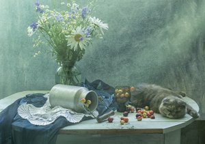 Sovande katt och körsbär