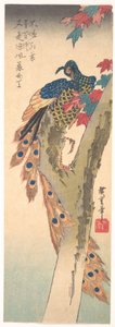 En påfågel på en lönn av Utagawa Hiroshige