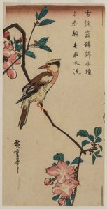 Black-Naped Oriole (koreansk sångare) på en Hall Crabapple av Utagawa Hiroshige