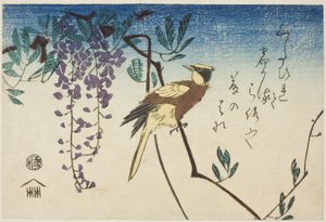 Svartnackad oriole och blåregn av Utagawa Hiroshige