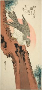 Falk på en tall med den uppgående solen av Utagawa Hiroshige