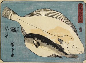 Globefish och flundra, 1830-1844