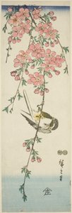 Talgoxar och körsbärsblommor av Utagawa Hiroshige