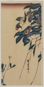 Grosbeak och Clematis av Utagawa Hiroshige