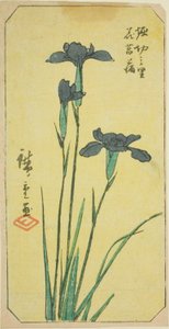 Introducerad på Horikiri Viage (Horikiri no Sato Hanadokorobu), ``Horikiri-no-Sato Hanadokoro-bu