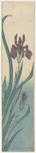 Iris, tidigt 1800-tal