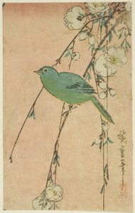 Japanska vita ögon och gråtande körsbär av Utagawa Hiroshige