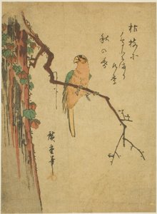 Ara på murgrönatäckt träd av Utagawa Hiroshige