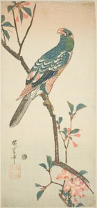 Papegoja på en blommande gren av Utagawa Hiroshige