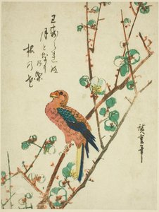 Papegoja på plommonträd av Utagawa Hiroshige