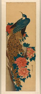 Påfågel och pioner av Utagawa Hiroshige