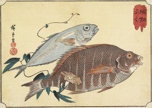 Randig Snapper och Hästmakrill, tidigt 1800-tal