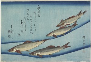 Sötfisk, 1832-1833