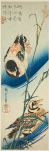 Två ankor som simmar bland vass av Utagawa Hiroshige