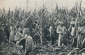 En sockerrörsplantage, 1916