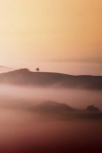 Lone Tree Golden Mist av Vanja Tajnsek