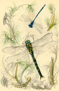 Damselflies, trollsländor och vattensniglar, c1930-talet, 1946. av Vere Temple