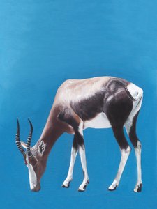 Afrikansk blesbok på bete