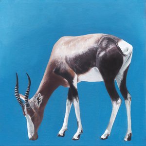 Bontebok mot Blue
