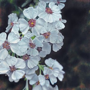 Daggkyssta vita blommor av Viccy Wanliss