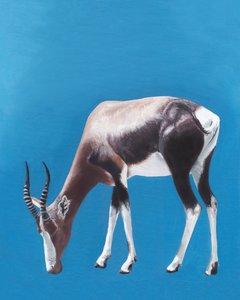 Bontebok som betar