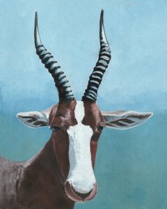 Den målade blesboken blickar