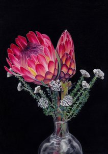 Protea och Blombos Av Viccy Wanliss