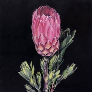 En iögonfallande rosa protea av Viccy Wanliss