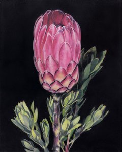 Ljusrosa protea av Viccy Wanliss