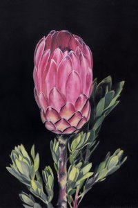 Ljusrosa protea