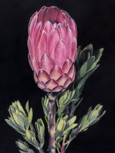 Ljusrosa protea