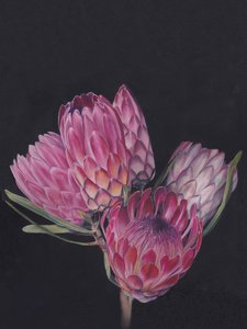 Ljusa rosa proteor