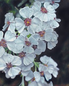 Vita blommor och daggdroppar