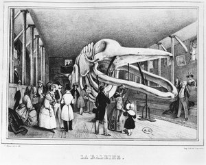 Valen på Naturhistoriska museet i Paris, ca 1840 av Victor Adam
