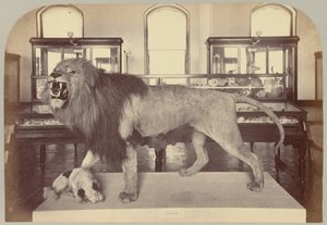Pl. IX. Afrikanskt lejon