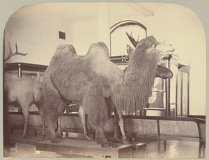 Pl. VIII. Kamel och älg