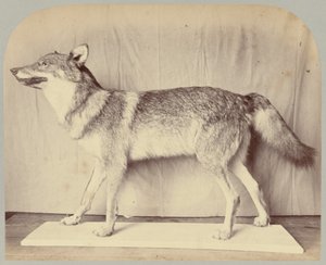 Pl. XII. Europeisk varg av Victor Prevost, Gaston L. Feuardent and Co., New York
