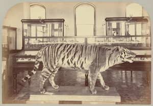 Pl. XI. Bengalisk tiger