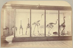 Pl. XV. Fossila fåglar: Nya Zeeland av Victor Prevost, Gaston L. Feuardent and Co., New York