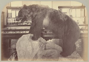 Pl. X. Grizzlybjörn